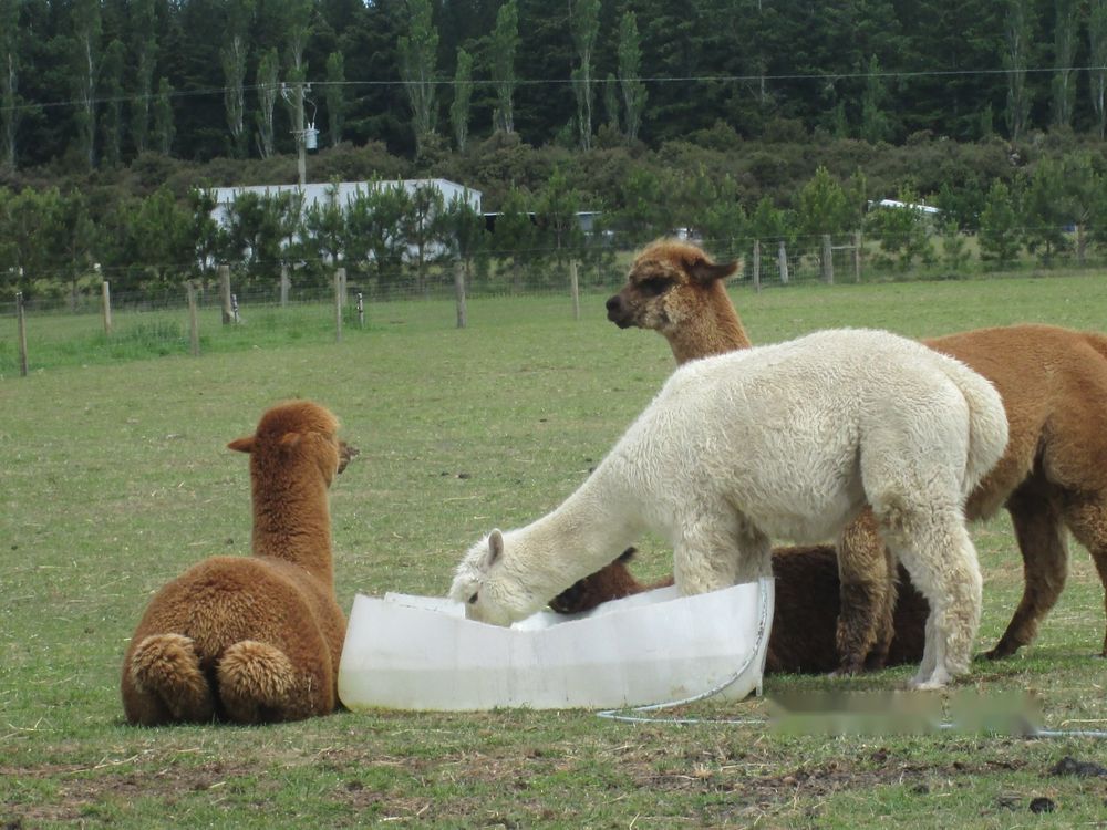 Alpacas gathered around a water trough on the farm