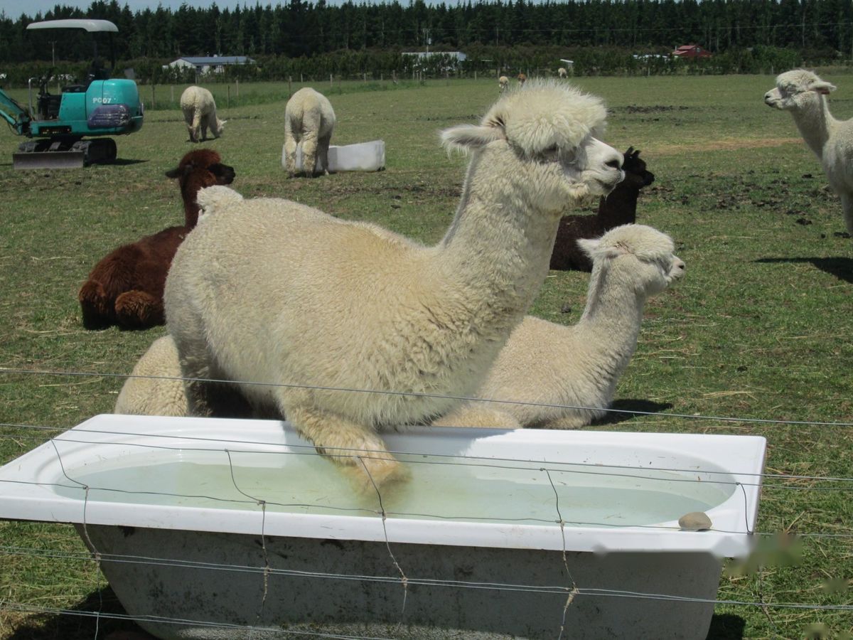 Alpacas gathered around a bath used as a water trough