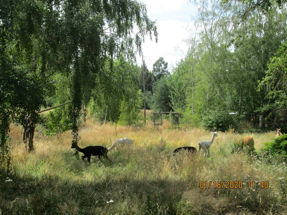 Alpacas in fawn, black and white standing together in long grass