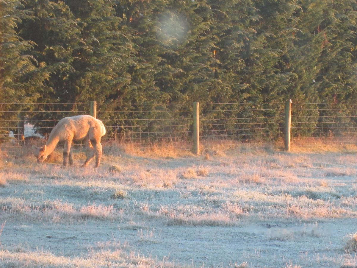 An alpaca grazing in a frost-covered paddock at sunrise