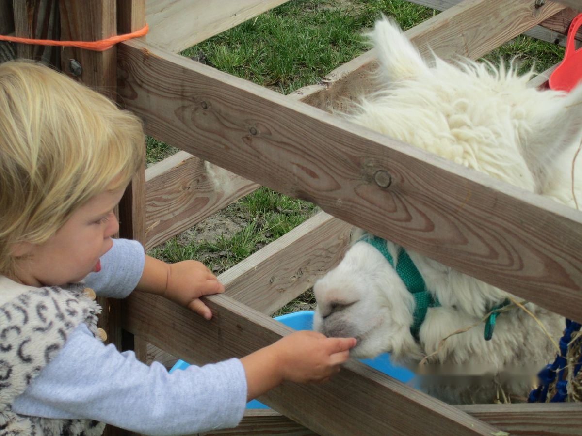 A toddler feeding an alpaca through a fence