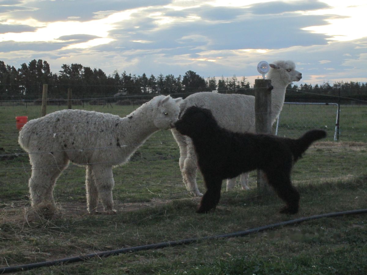 The farm dog nose to nose with an alpaca at dusk