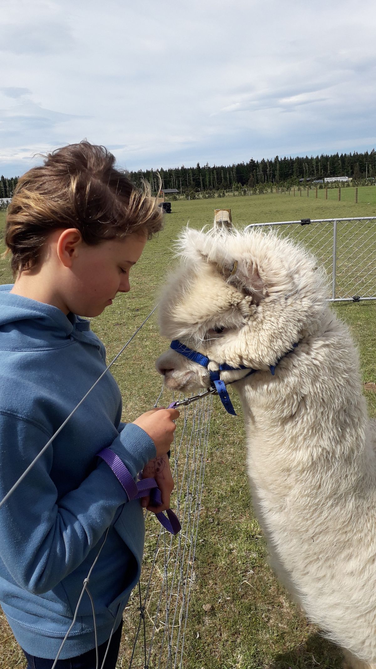 A child leading a haltered alpaca on a lead