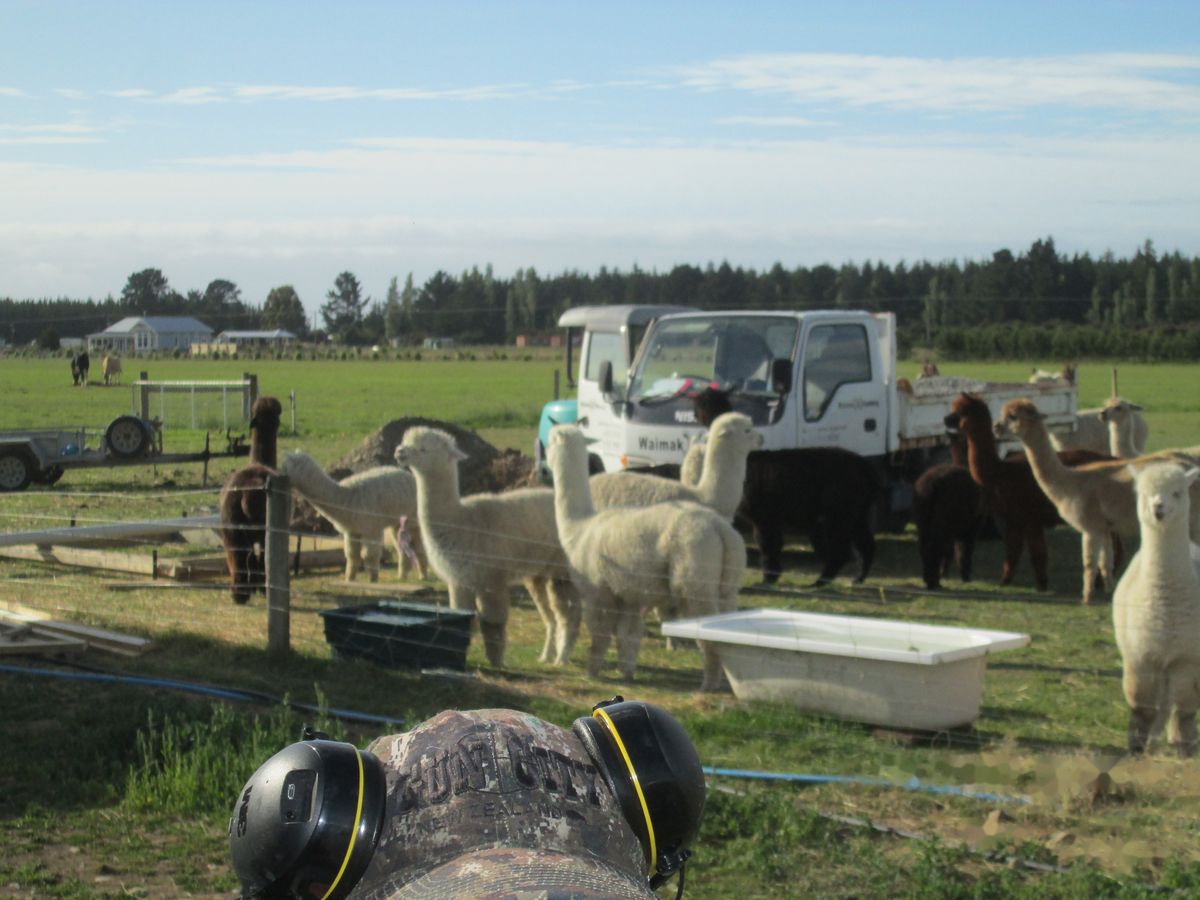 A herd of alpacas of many colours gathered near a farm truck
