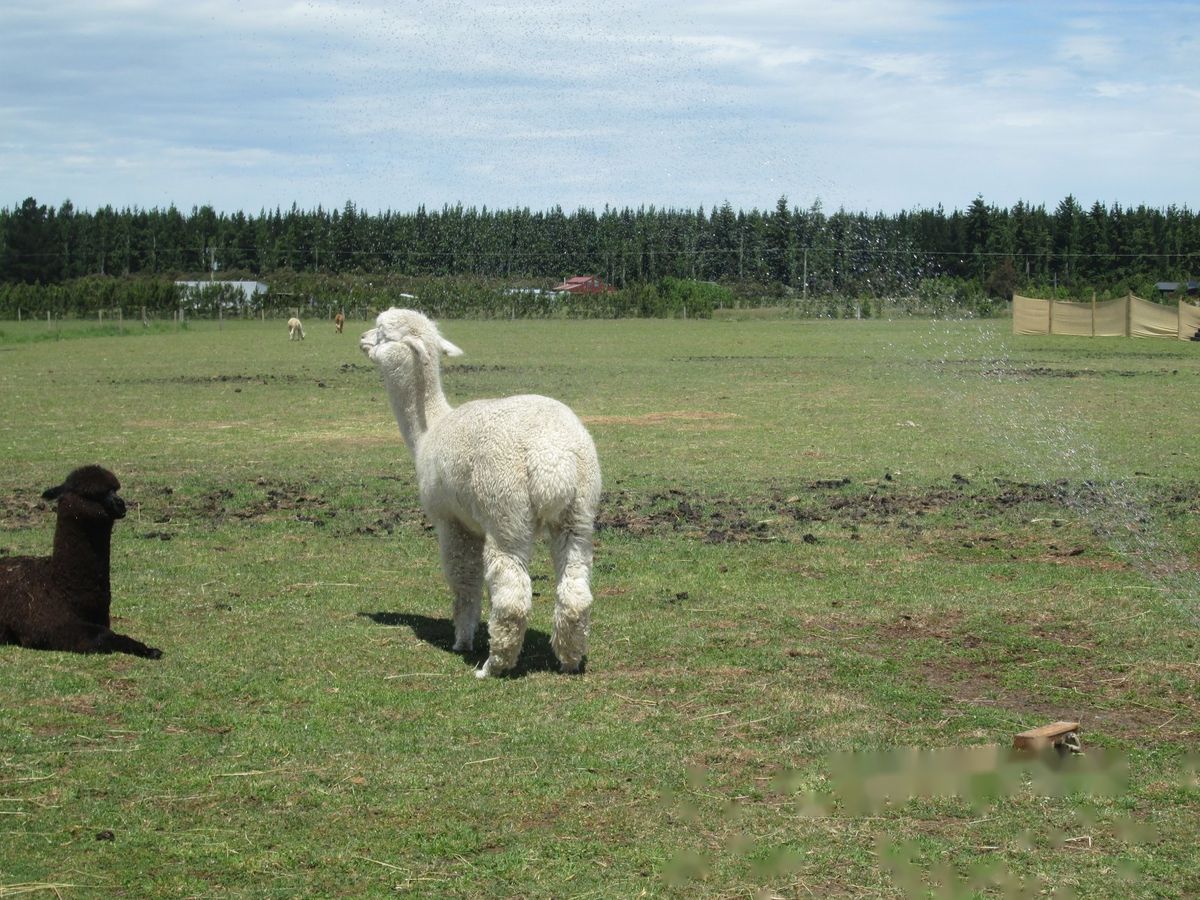 A white alpaca being cooled with a sprinkler on a summer day