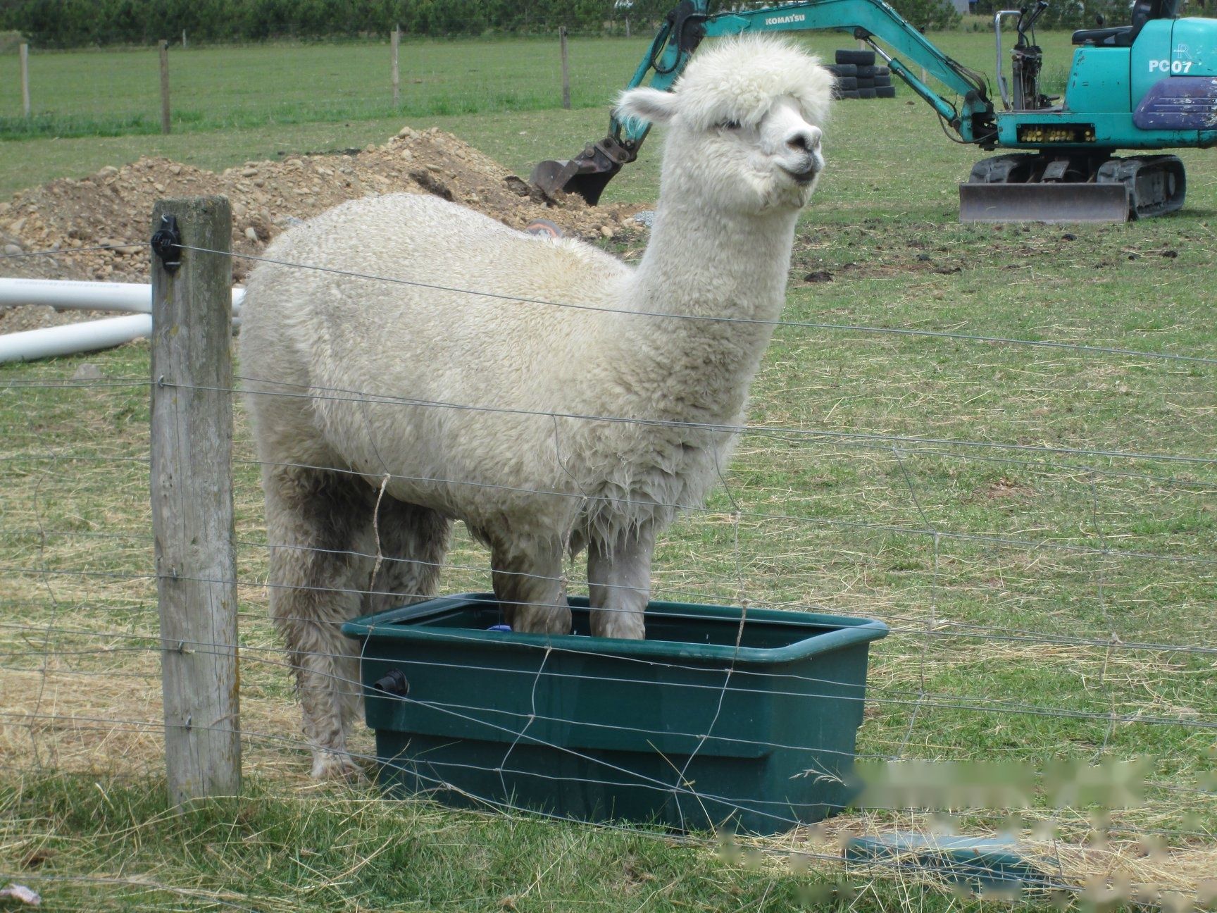 A curious white alpaca cria looking straight at the camera in a green paddock at Green Meadows Alpacas