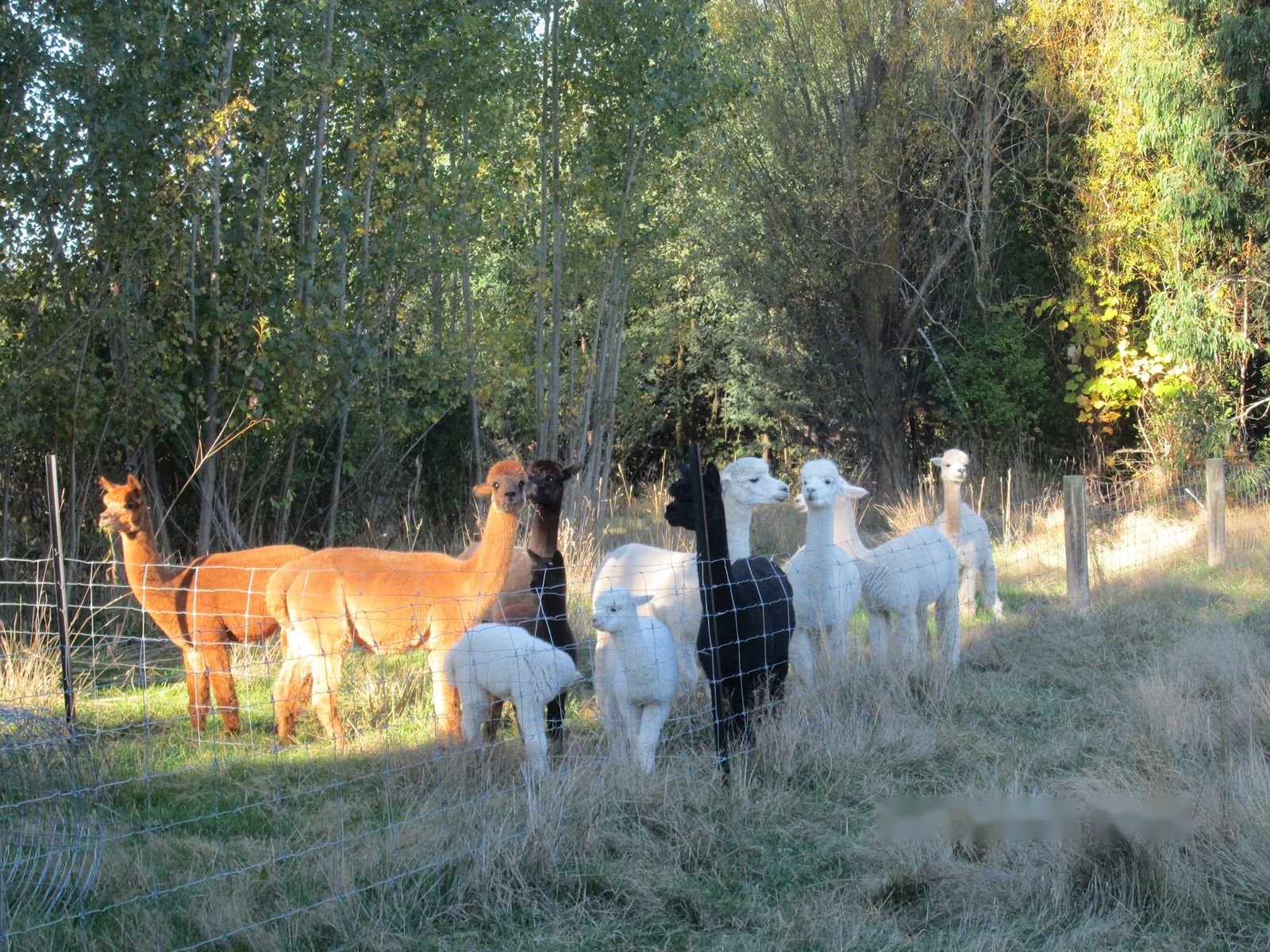 A line of alpacas in white, fawn, brown and black standing along a fence line at golden hour