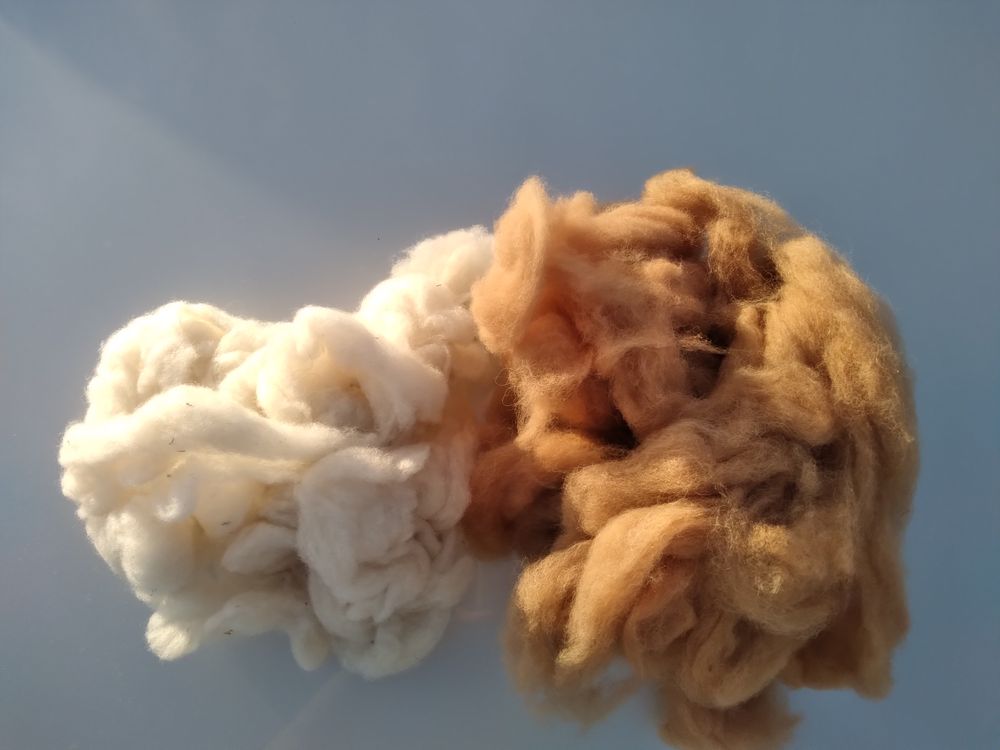 Washed and carded alpaca fleece in natural white and fawn tones